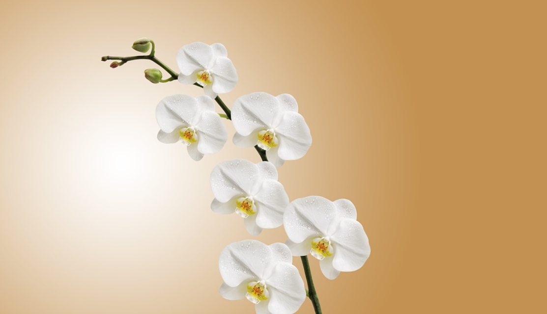 Aerárium pro pěstování orchideje